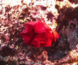 Sea rose.  Big Island, Hawaii by Bill Arle 